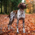 German Pointer