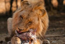 Majestic lion feasting on prey in the wild, showcasing raw strength and natural beauty.