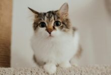 Cute tabby kitten looking curiously from a cat tree indoors, perfect for pet lovers.