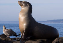 California sea lion in La Jolla (70568)