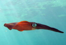 Southern Calamari Squid