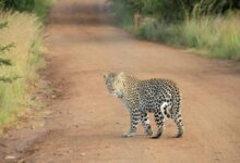 leopard on dirt road