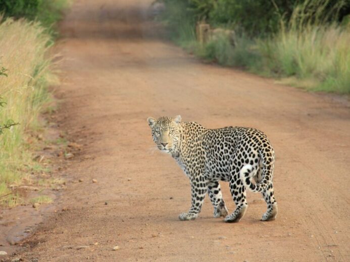 leopard on dirt road