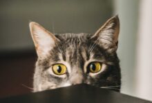 selective focus photography of gray cat peeking at the table