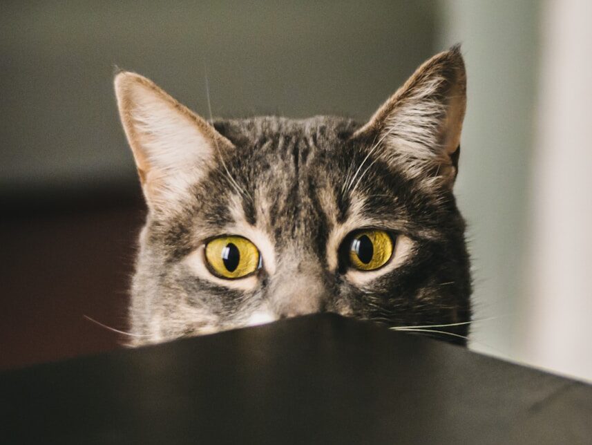 selective focus photography of gray cat peeking at the table