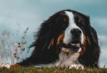 adult greater Swiss mountain dog lying on green grass under blue sky during daytime