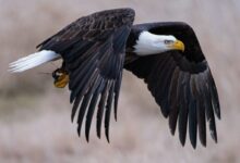 a bald eagle with a bee in its talon