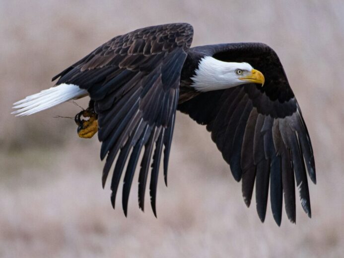 a bald eagle with a bee in its talon