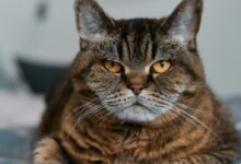 brown tabby cat on white textile