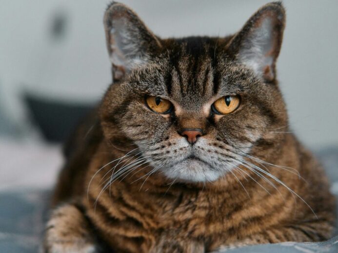 brown tabby cat on white textile