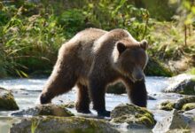 a large brown bear walking across a river