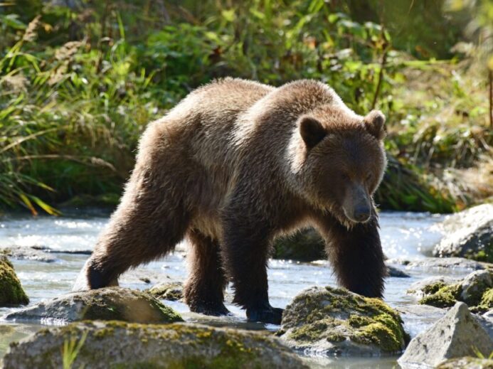 a large brown bear walking across a river