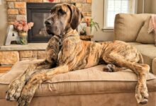 a large brown dog laying on top of a couch