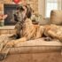 a large brown dog laying on top of a couch