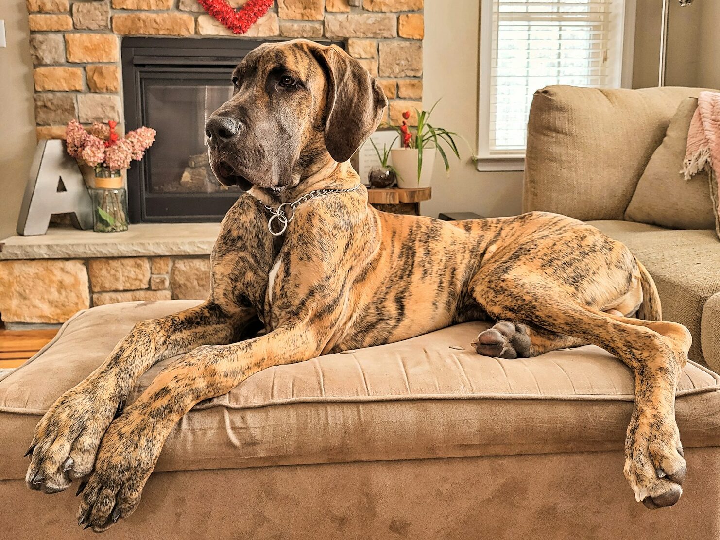 a large brown dog laying on top of a couch