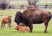 brown American bison on green grass at daytime