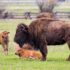 brown American bison on green grass at daytime