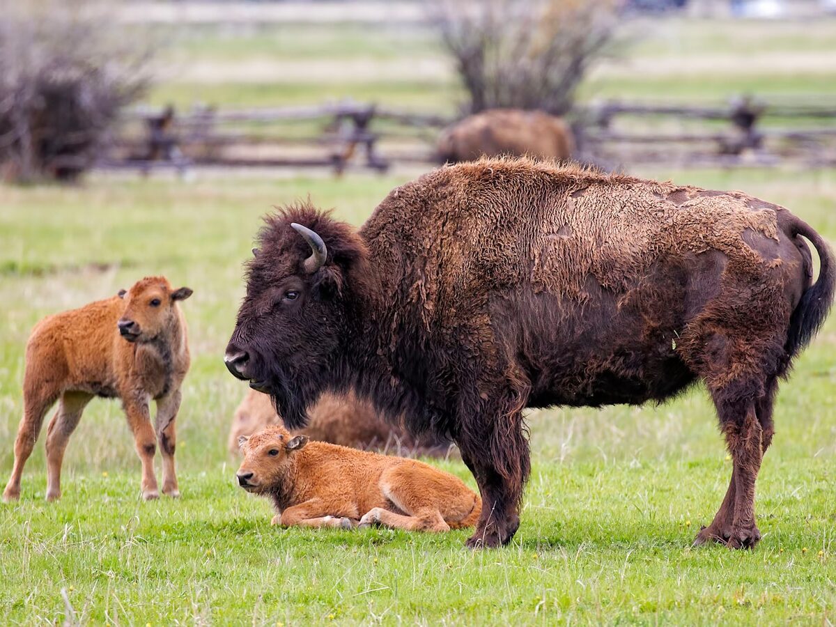 brown American bison on green grass at daytime