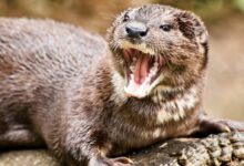 closeup photo of ferret