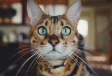 close photo of brown and white cat