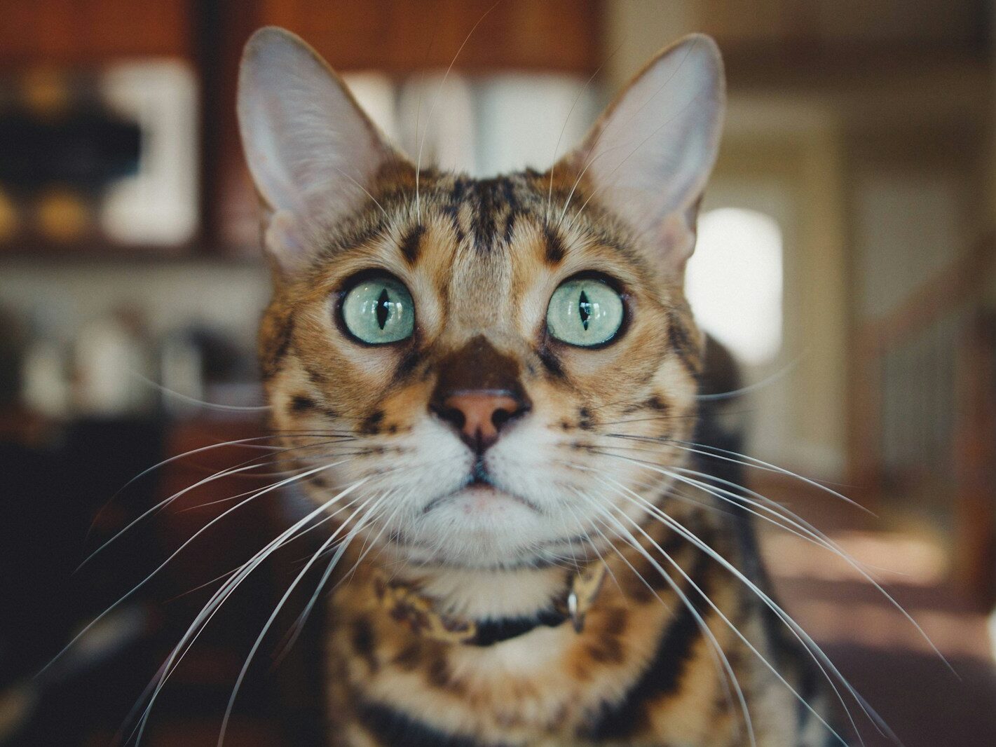 close photo of brown and white cat