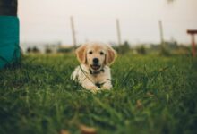 a puppy is sitting in the grass near a fence