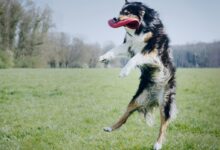 a dog jumping in the air to catch a frisbee