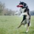 a dog jumping in the air to catch a frisbee