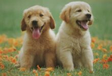 Adorable golden retriever puppies sitting in a field of flowers, enjoying a sunny day.