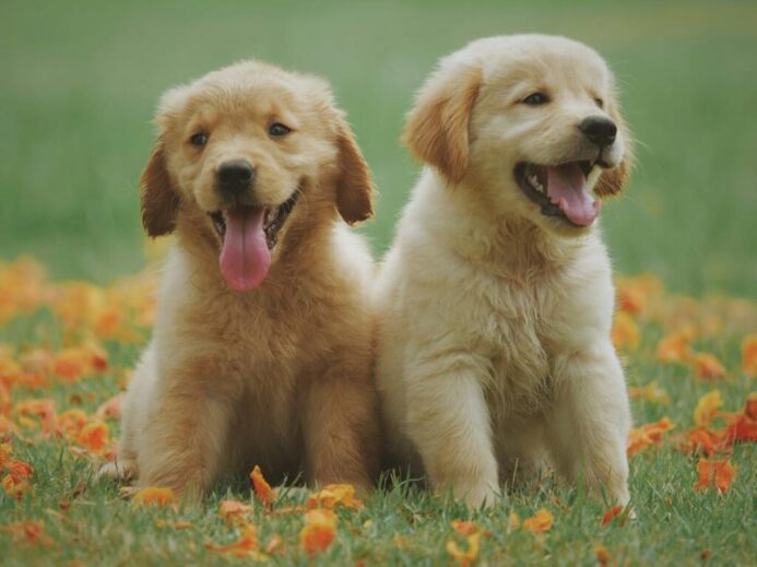 Adorable golden retriever puppies sitting in a field of flowers, enjoying a sunny day.
