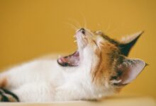 Close-up of a yawning kitten against a yellow background, showcasing its adorable features.