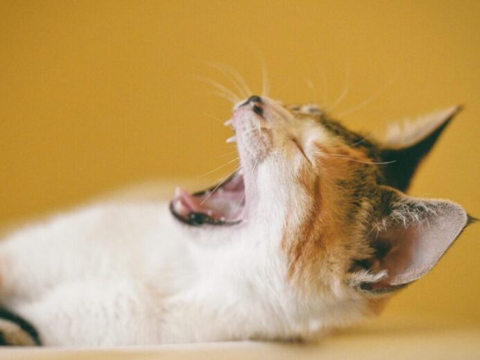 Close-up of a yawning kitten against a yellow background, showcasing its adorable features.
