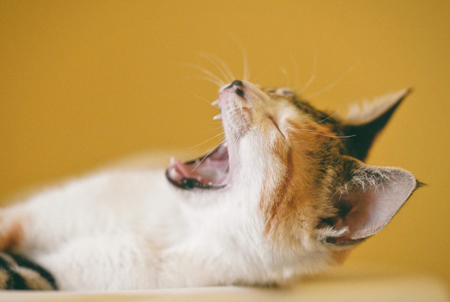 Close-up of a yawning kitten against a yellow background, showcasing its adorable features.