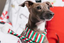 Charming Italian Greyhound with striped scarf on a festive chair, perfect for holiday themes.