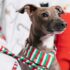 Charming Italian Greyhound with striped scarf on a festive chair, perfect for holiday themes.