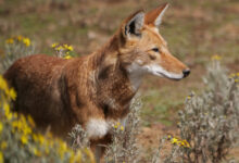 Ethiopian Wolf Canis simensis