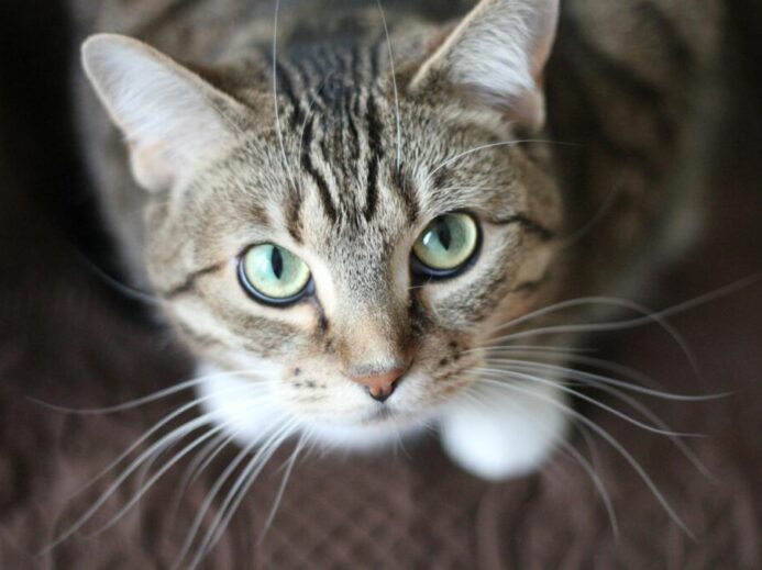 Close-up portrait of a tabby cat with striking green eyes and long whiskers.