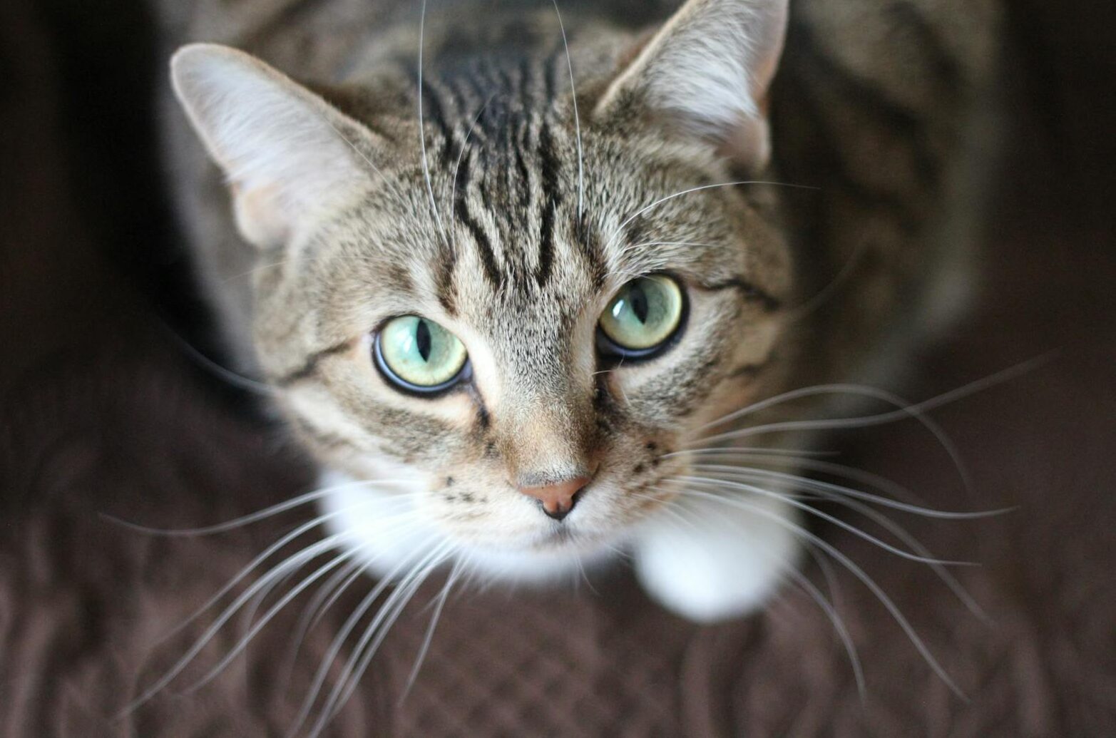 Close-up portrait of a tabby cat with striking green eyes and long whiskers.