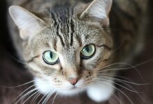 Close-up portrait of a tabby cat with striking green eyes and long whiskers.