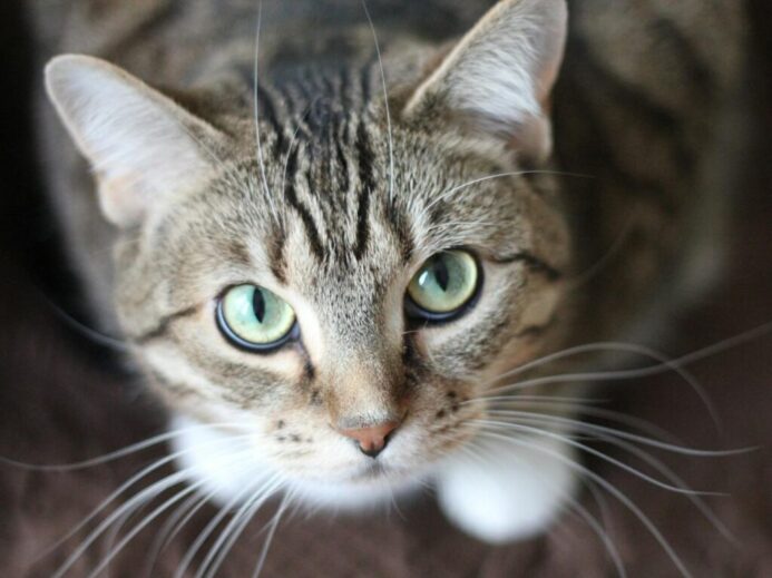 Close-up portrait of a tabby cat with striking green eyes and long whiskers.