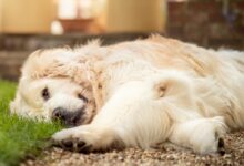 golden retriever lying on green grass during daytime