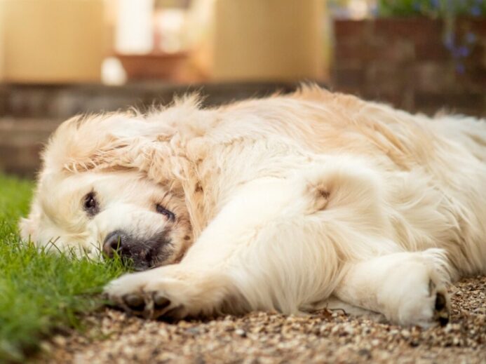 golden retriever lying on green grass during daytime
