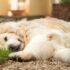 golden retriever lying on green grass during daytime