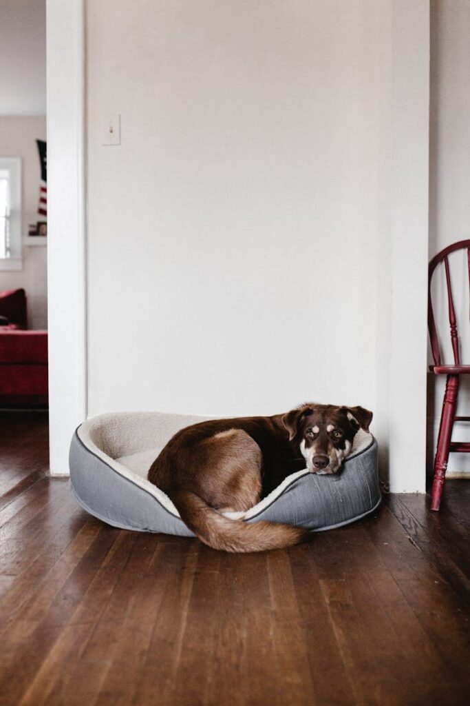Andrew Neel - NeposlušnéTlapky Adorable brown dog resting in a cozy bed on a hardwood floor indoors.