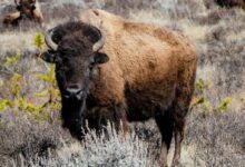 Bison grazing in the grasslands of Yellowstone National Park, showcasing wildlife in its natural habitat.
