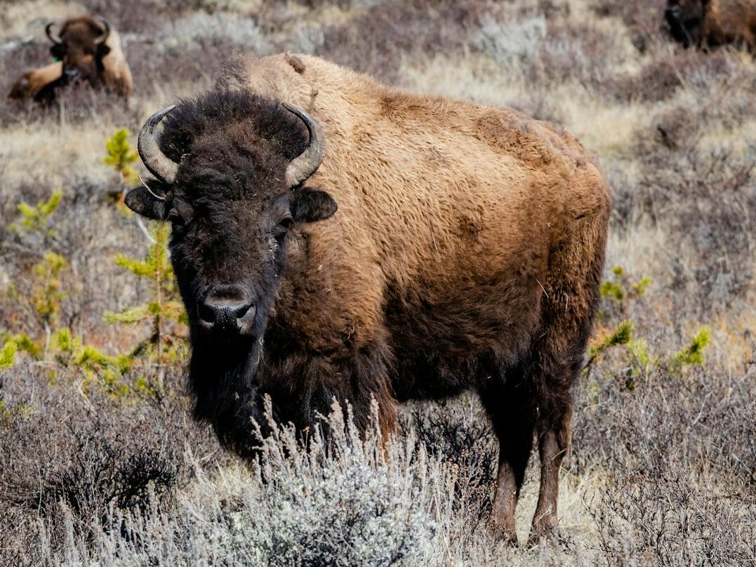 Bison grazing in the grasslands of Yellowstone National Park, showcasing wildlife in its natural habitat.