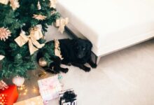 Black dog relaxing under a Christmas tree with festive gifts and decor.