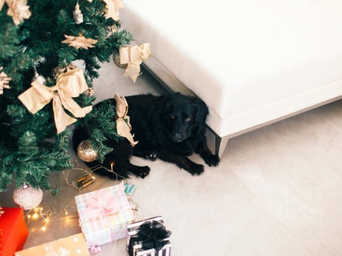 Black dog relaxing under a Christmas tree with festive gifts and decor.