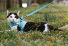 A curious black and white cat with a blue harness lying on grass outdoors.