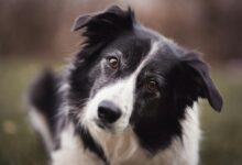 Charming close-up shot of a Border Collie dog with attentive eyes and fur detail.